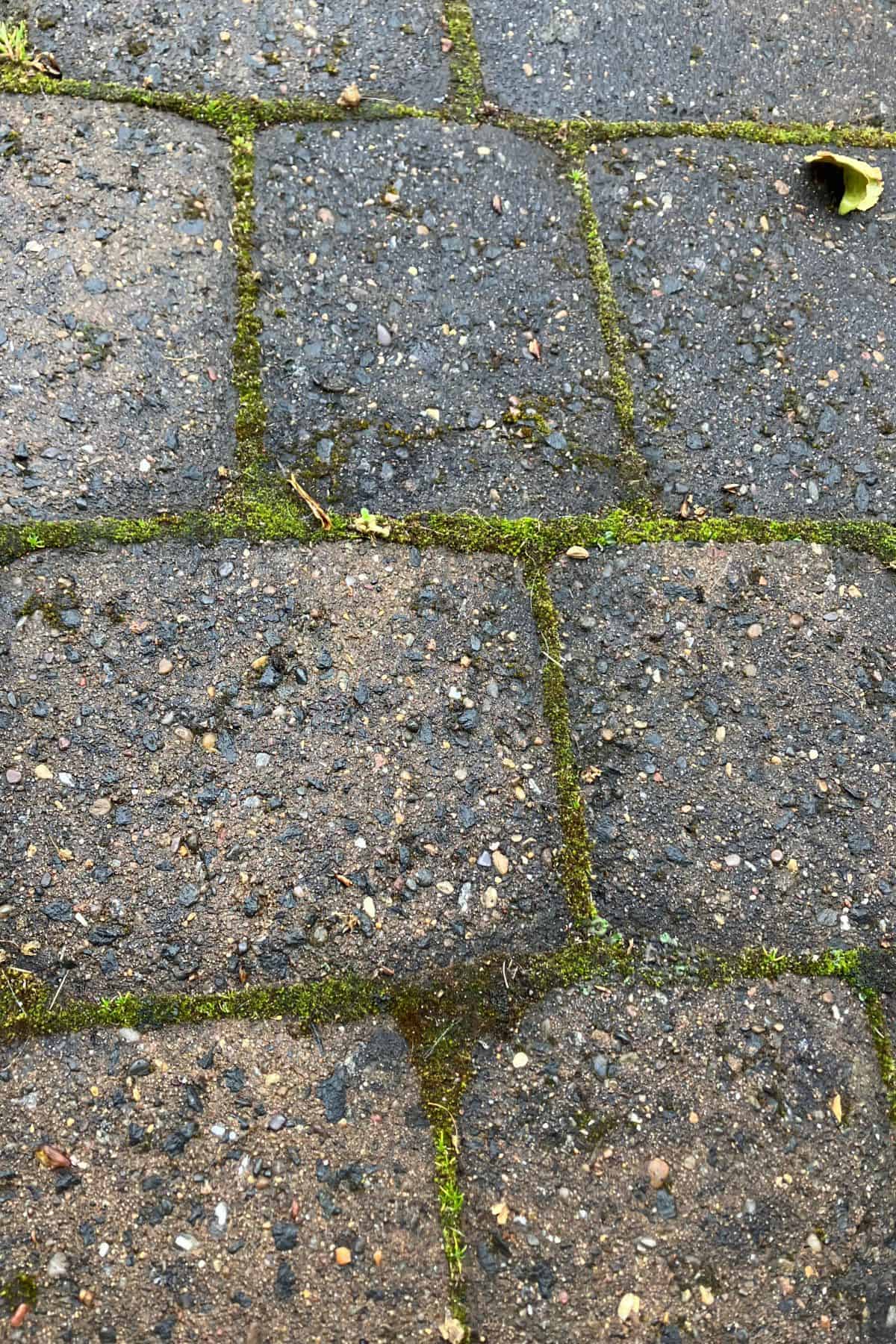 Moss growing between tiles on pavement