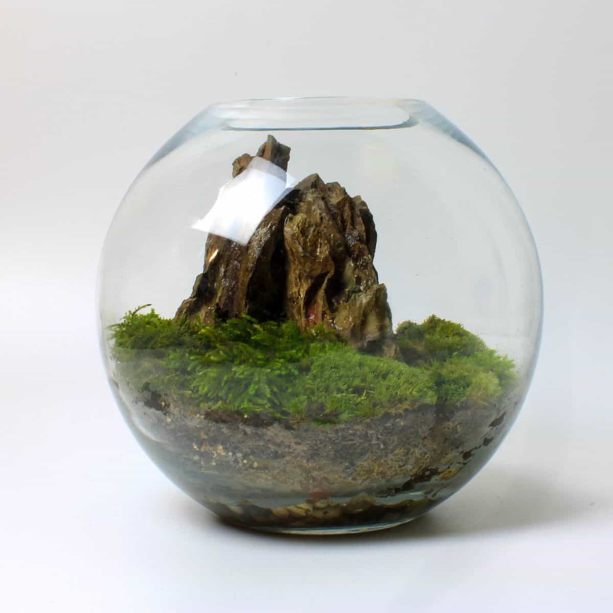 How To Put Moss In A Terrarium at Yolonda Gall blog