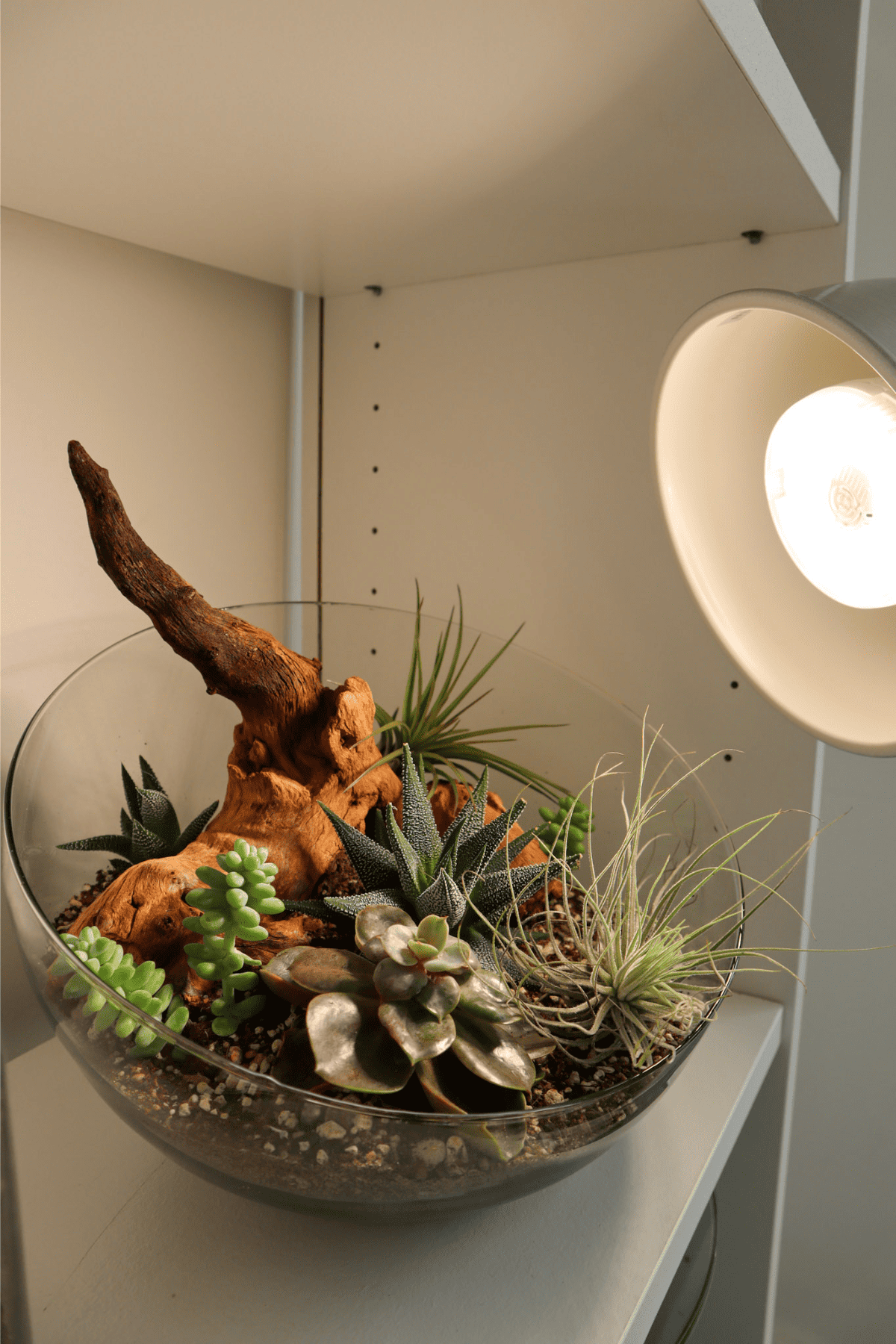 How to Make a Desert Terrarium Step by Step Ideas Terrarium