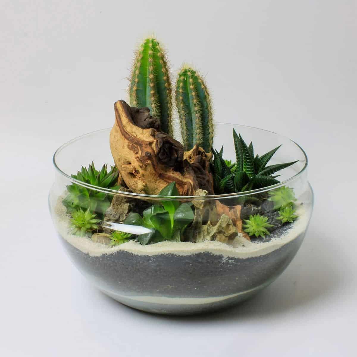 Open terrarium with cacti and succulents