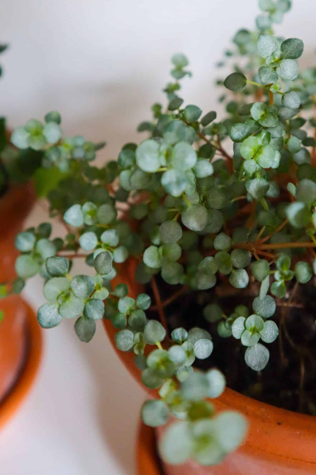 pilea glauca plant close up