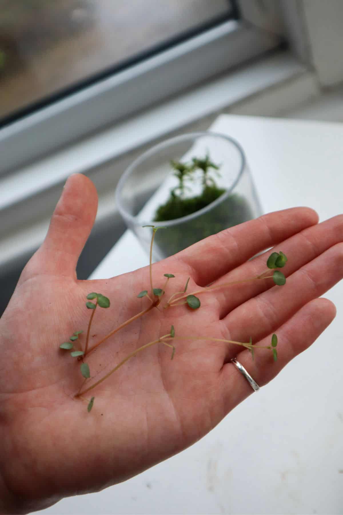 pilea glauca cuttings on hand