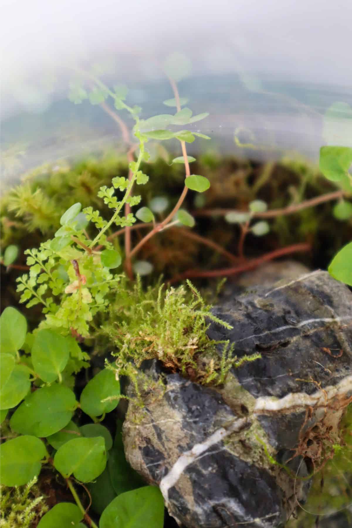 pilea glauca growing wild in a closed terrarium