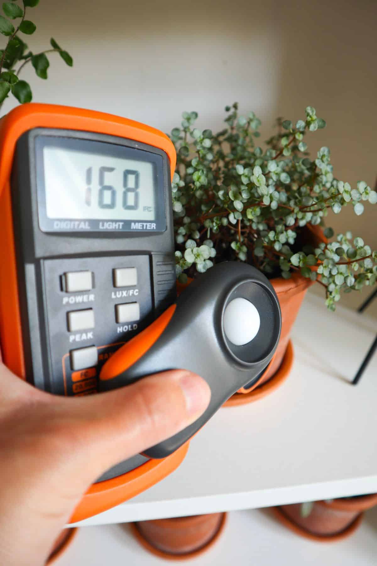 Pilea glauca plant on shelf with lightmeter showing 168 footcandles