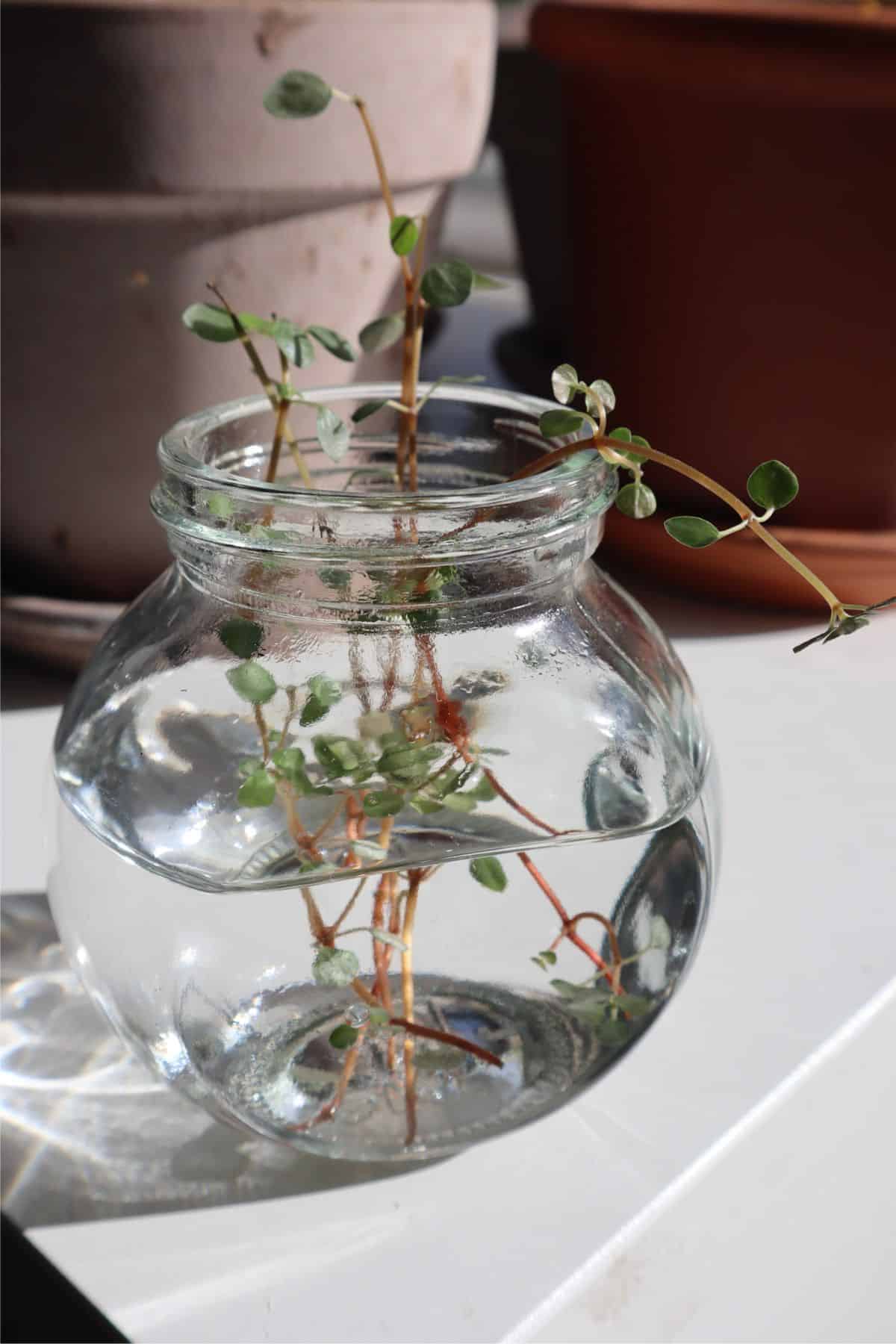 pilea glauca cuttings in water