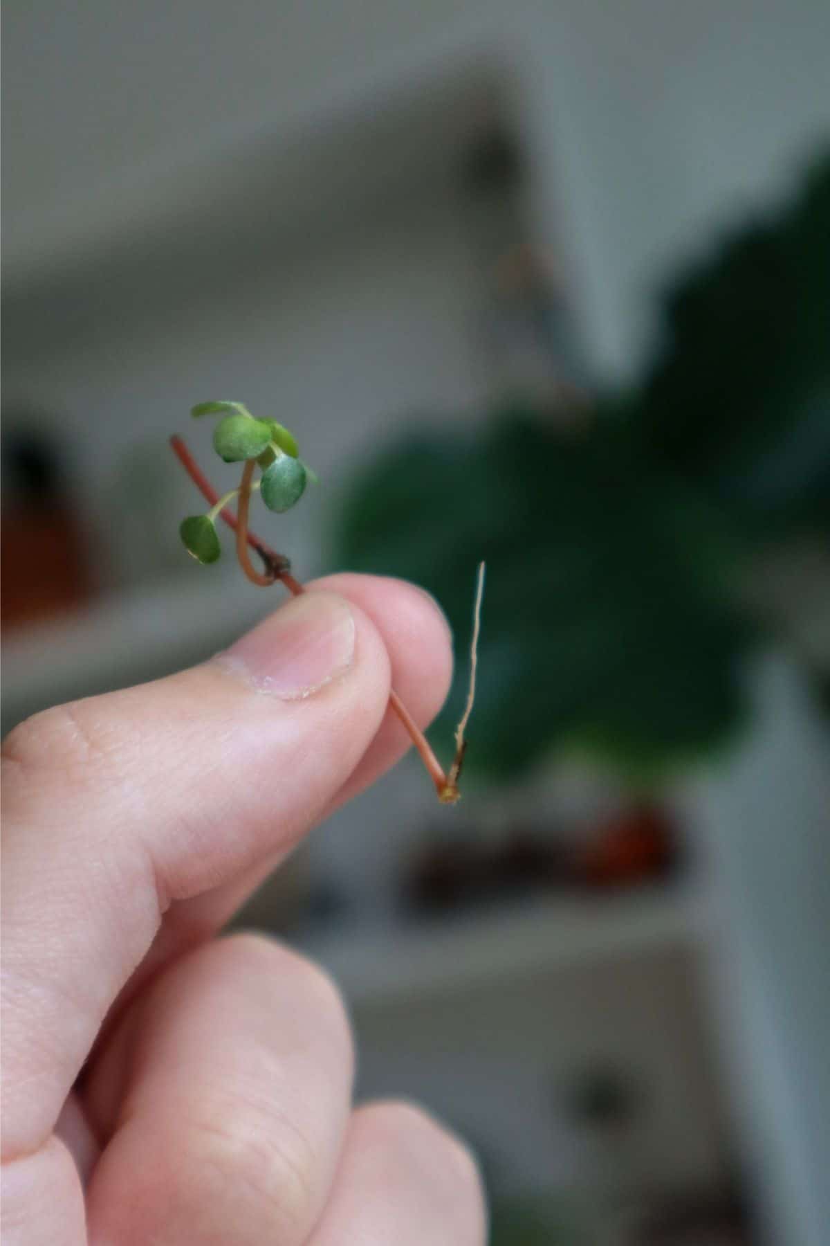 pilea glauca cutting with root held in fingers