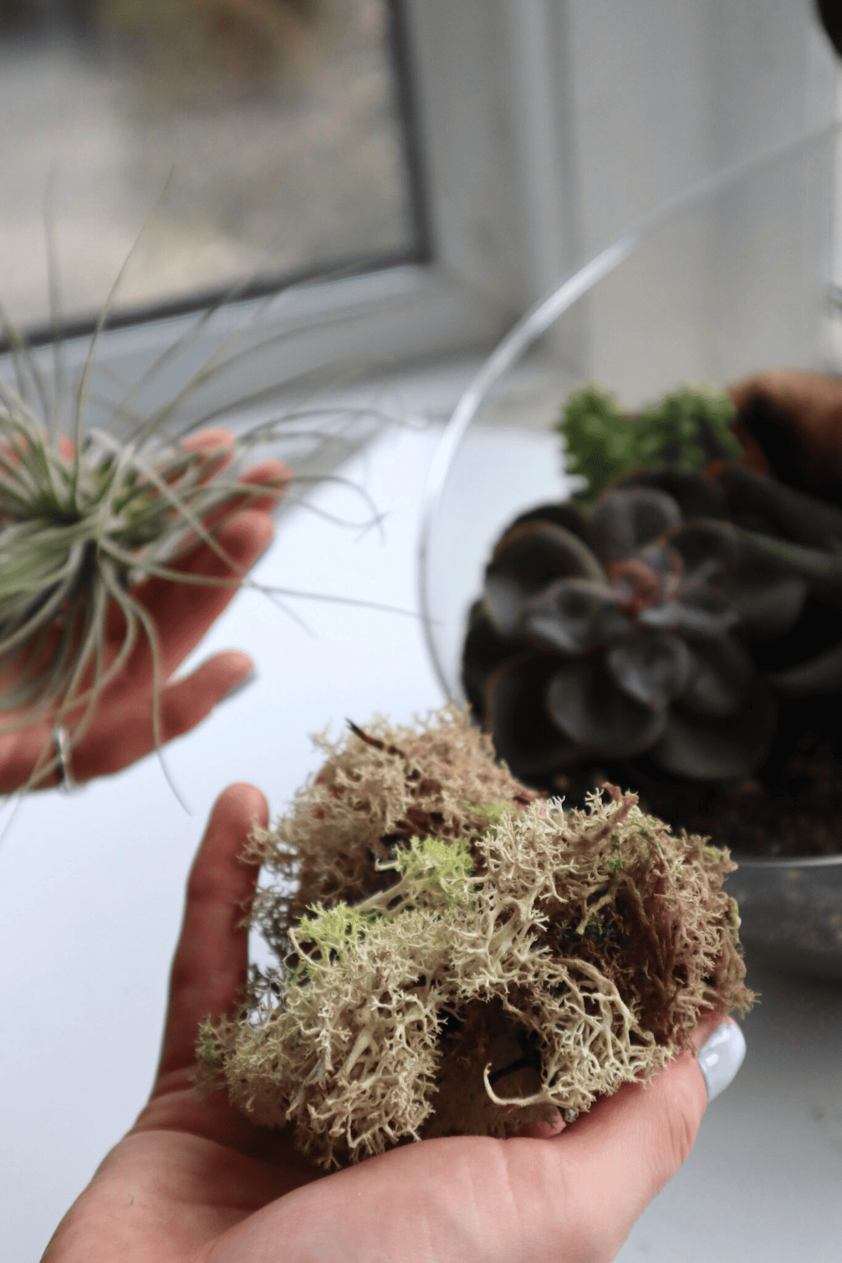 hand holding preserved moss 