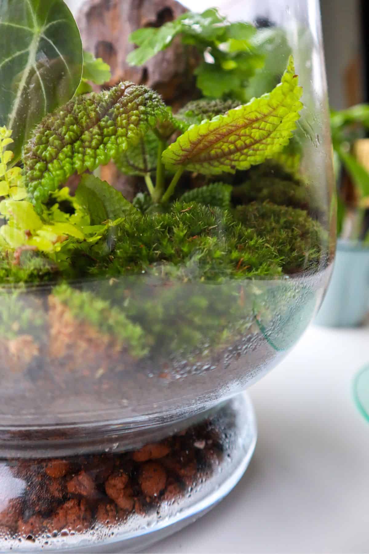 Large Bio-Bowl Terrarium with Organic Woodland Plants 2