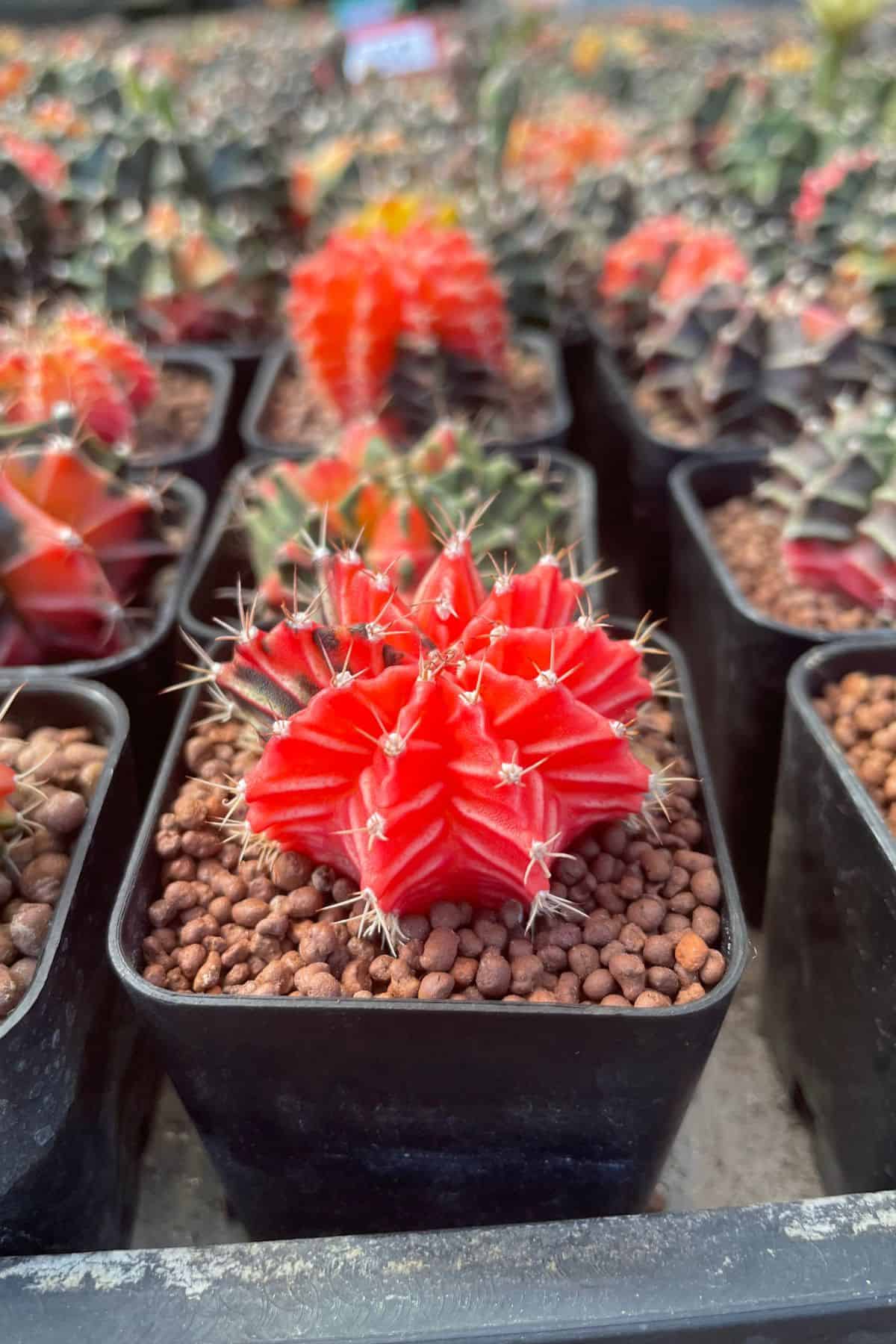 red cacti in tiny pot