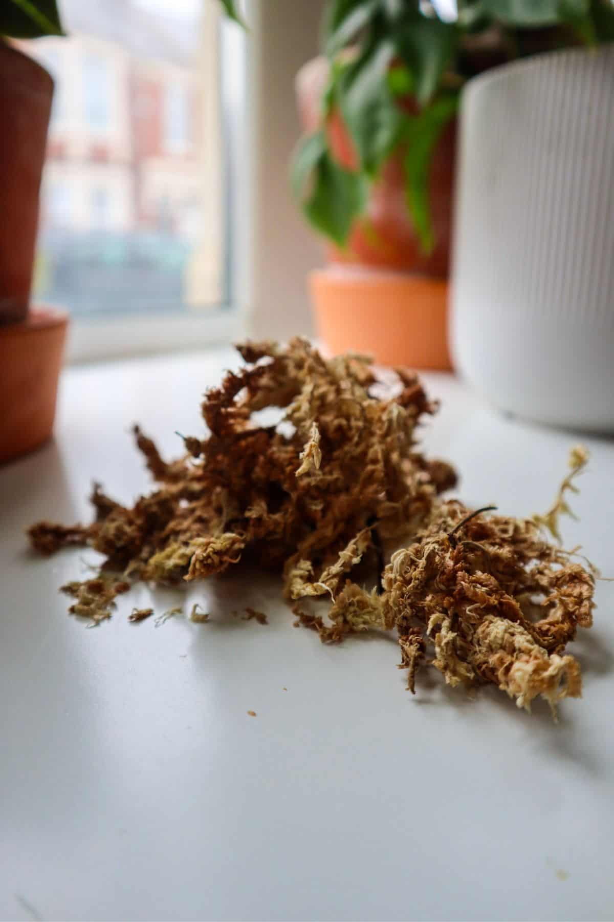 sphagnum moss on table