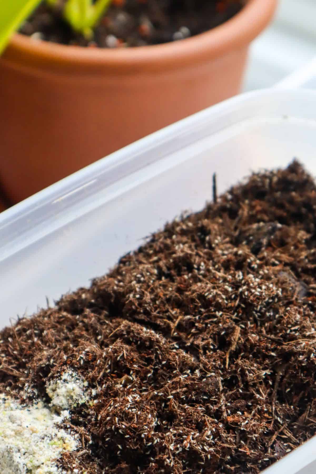 What is this white stuff in the soil of my terrarium? : r/terrariums