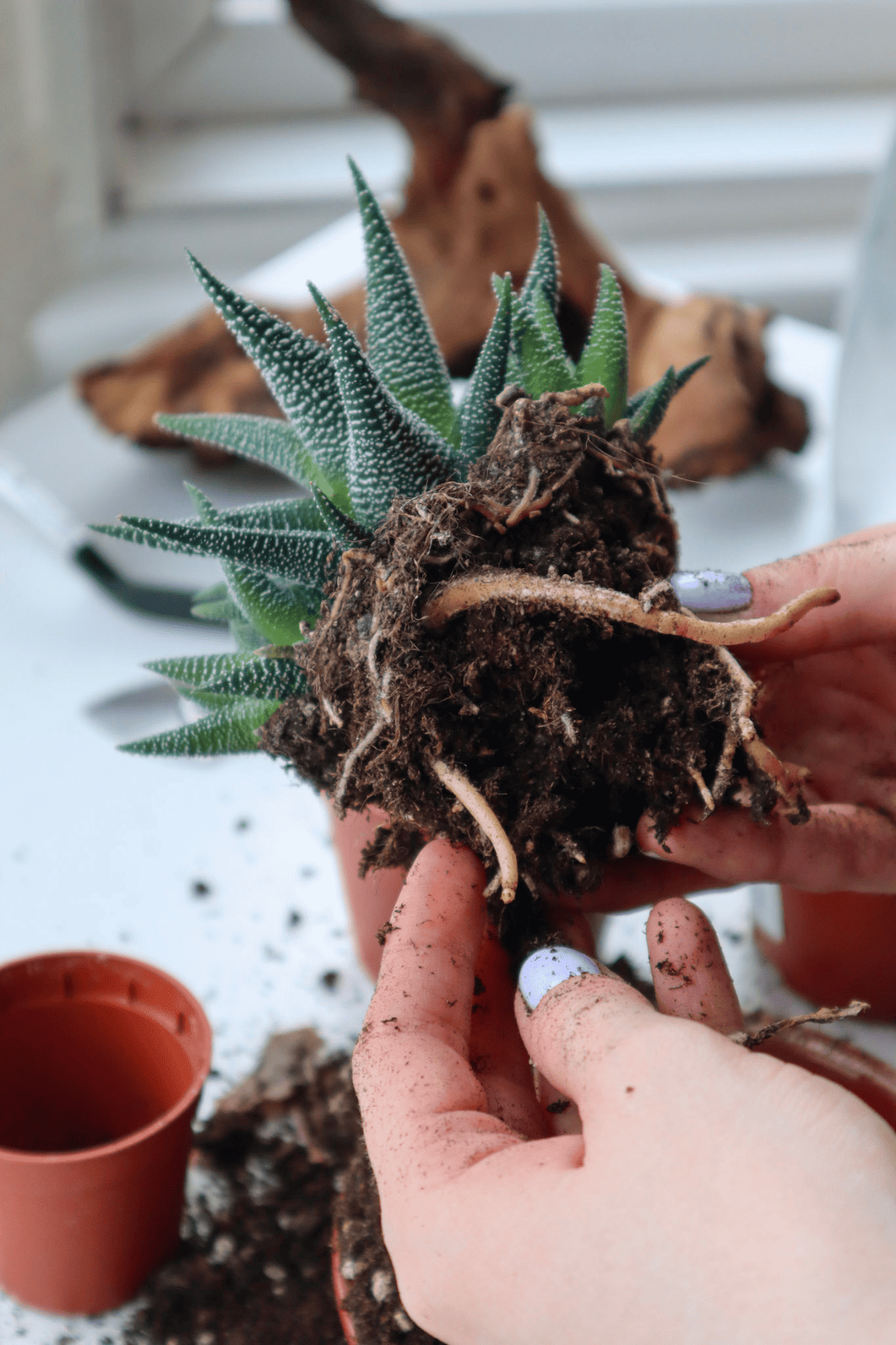 thick succulent roots