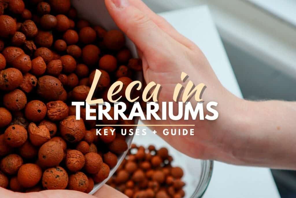 How to Use Leca in Terrariums (Drainage Layer Guide)