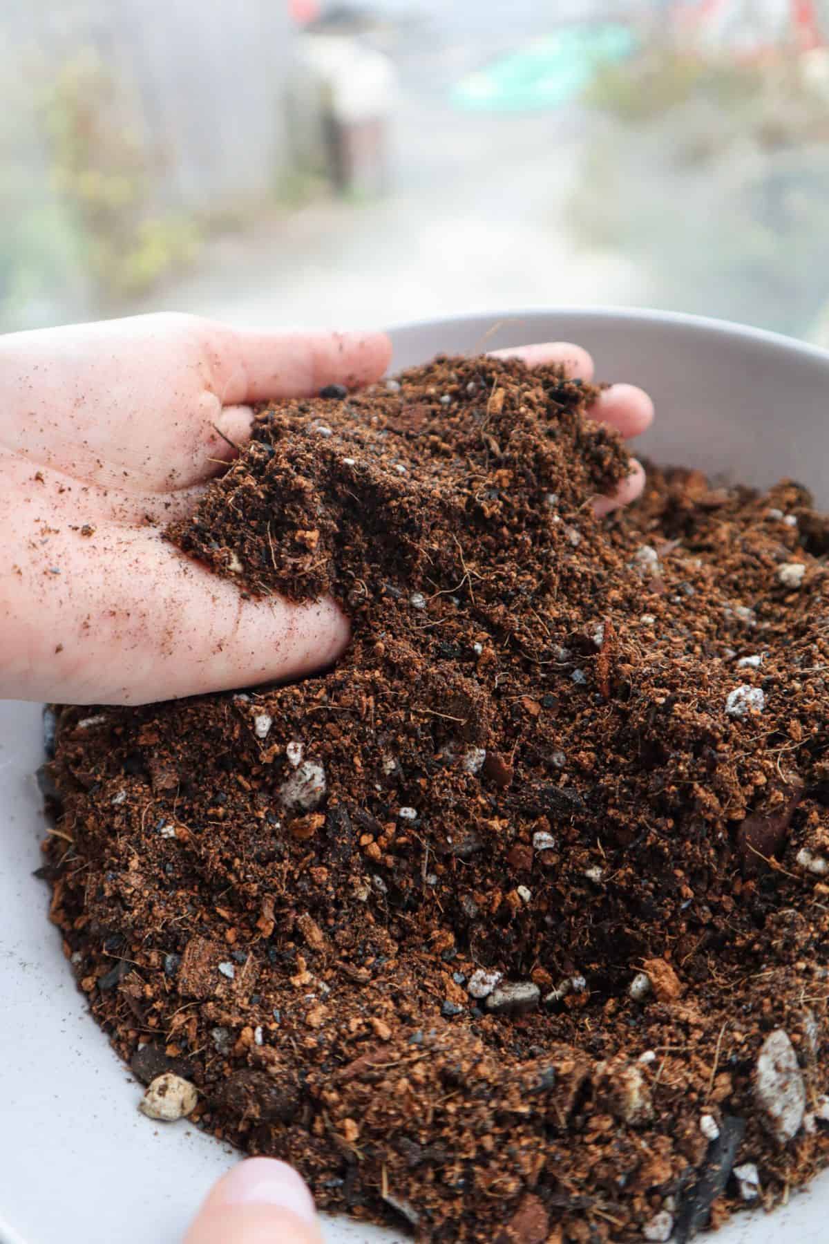 terrarium substrate with charcoal in hand