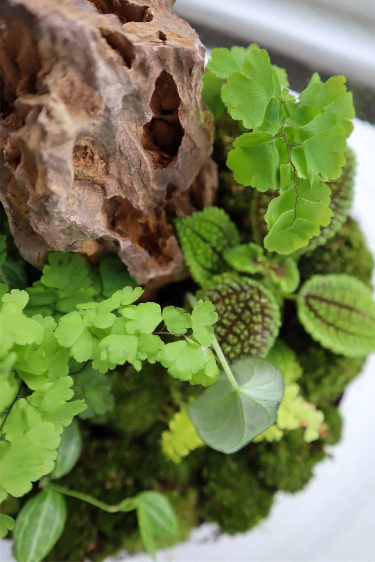 terrarium with lots of plants and moss