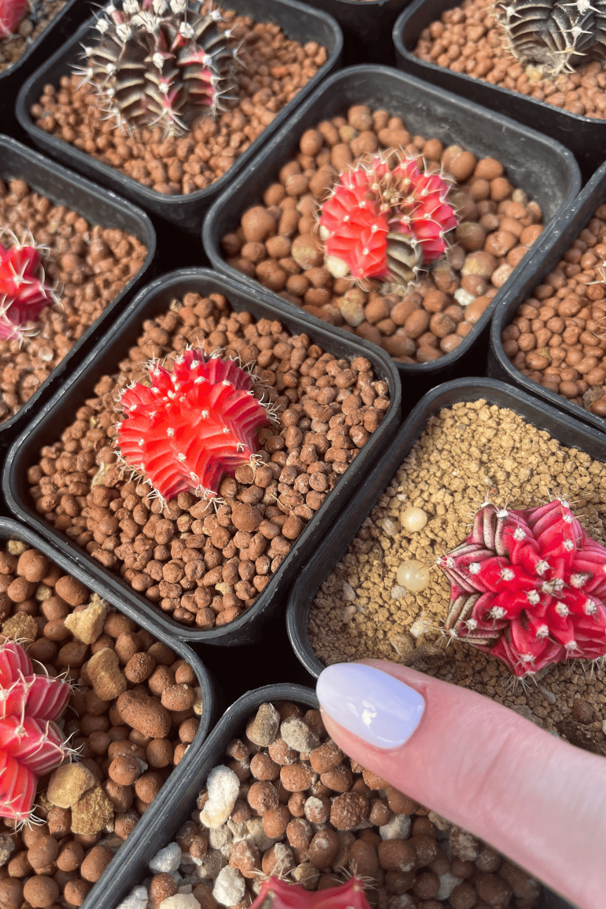 tiny red cacti twice the size of a fingernail