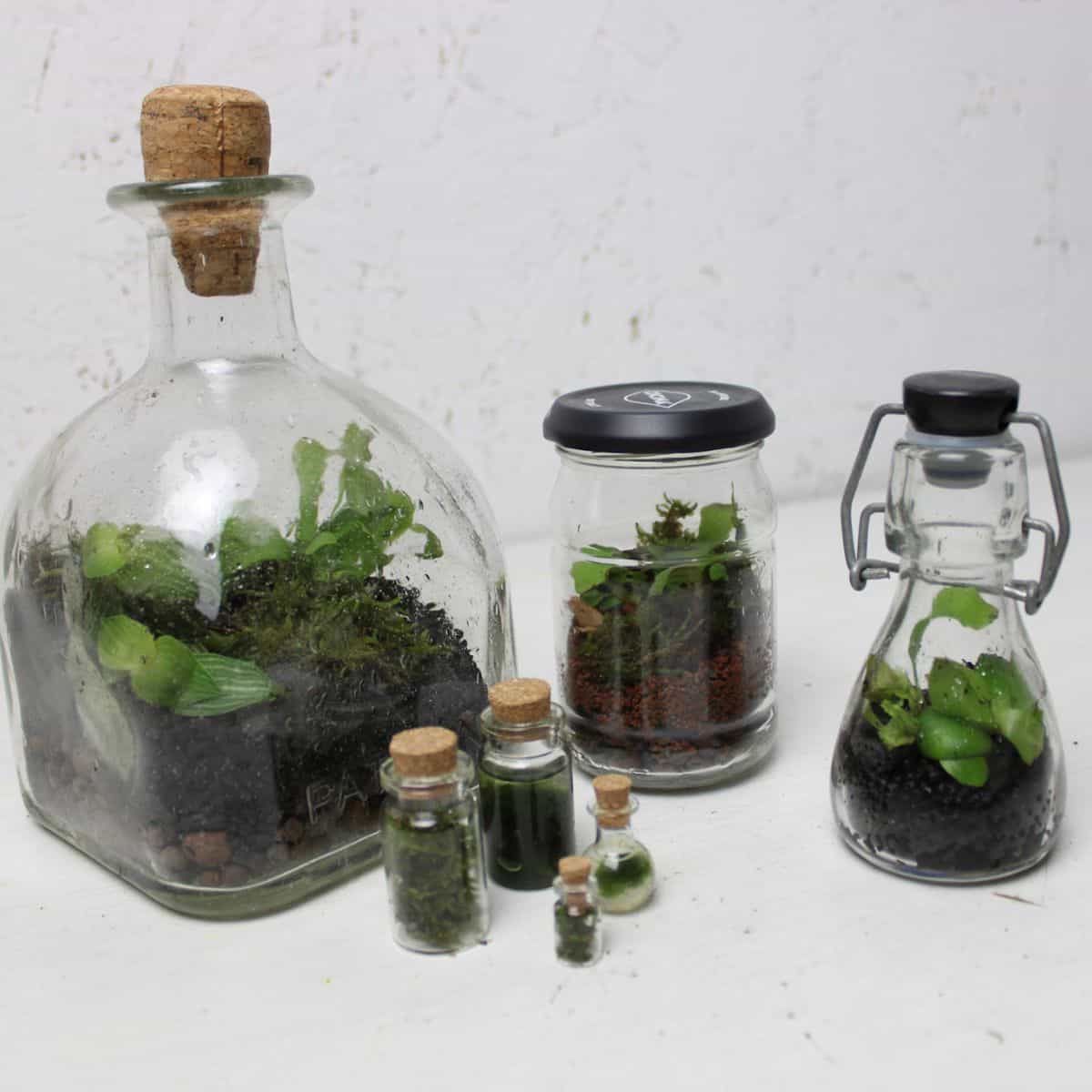 7 miniature terrariums in various containers