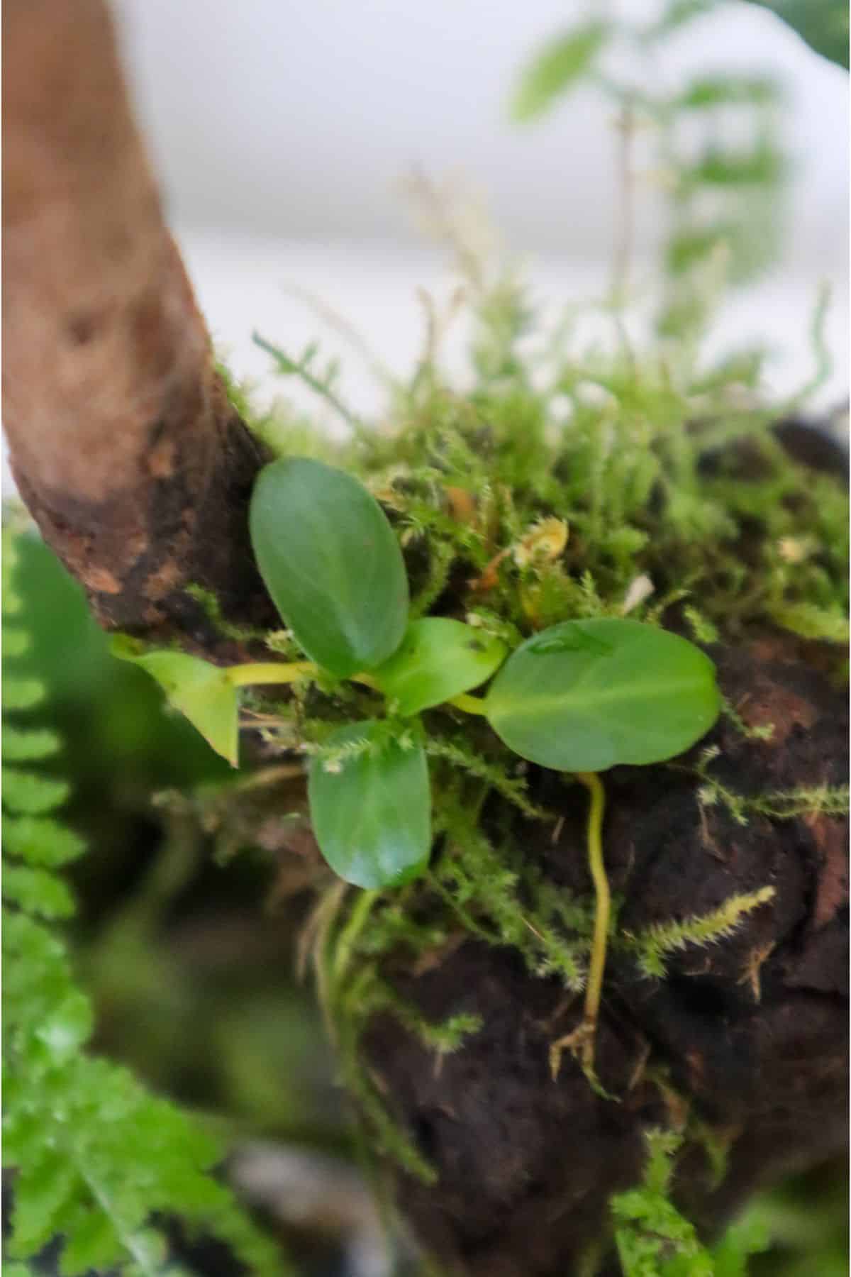 ephiphytically planted anubias in terrarium