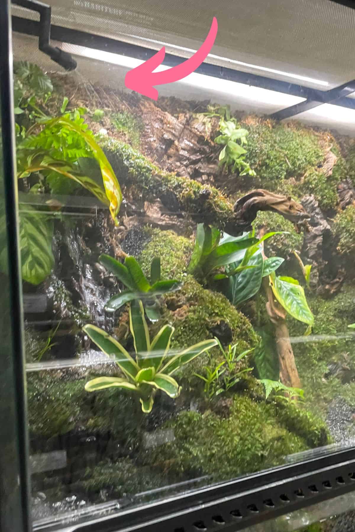 big vivarium with mister