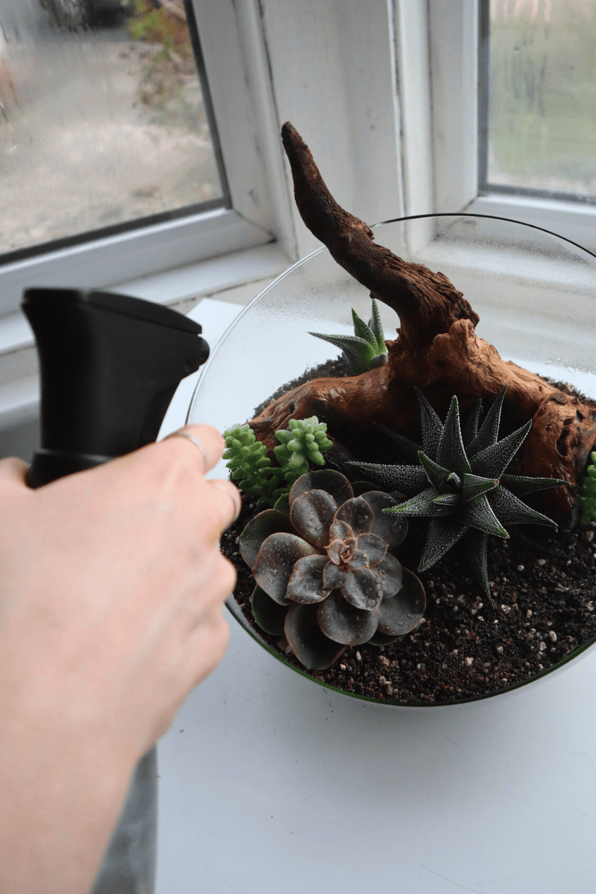 spraying open terrarium