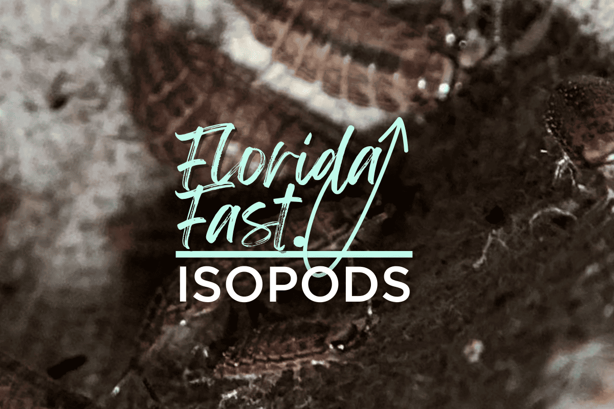 Florida fast Isopod