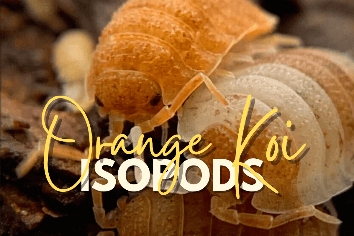 orange koi isopods