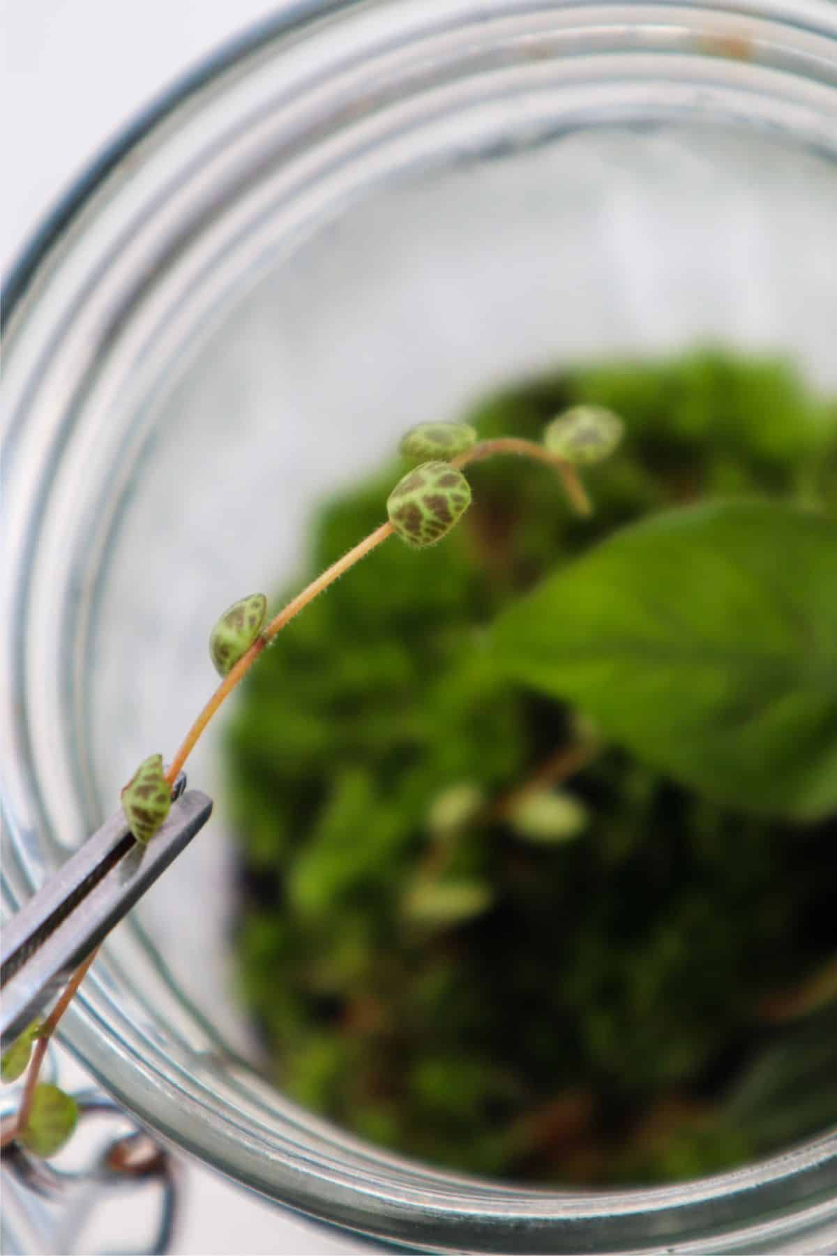 String of turtles close up in tweezers