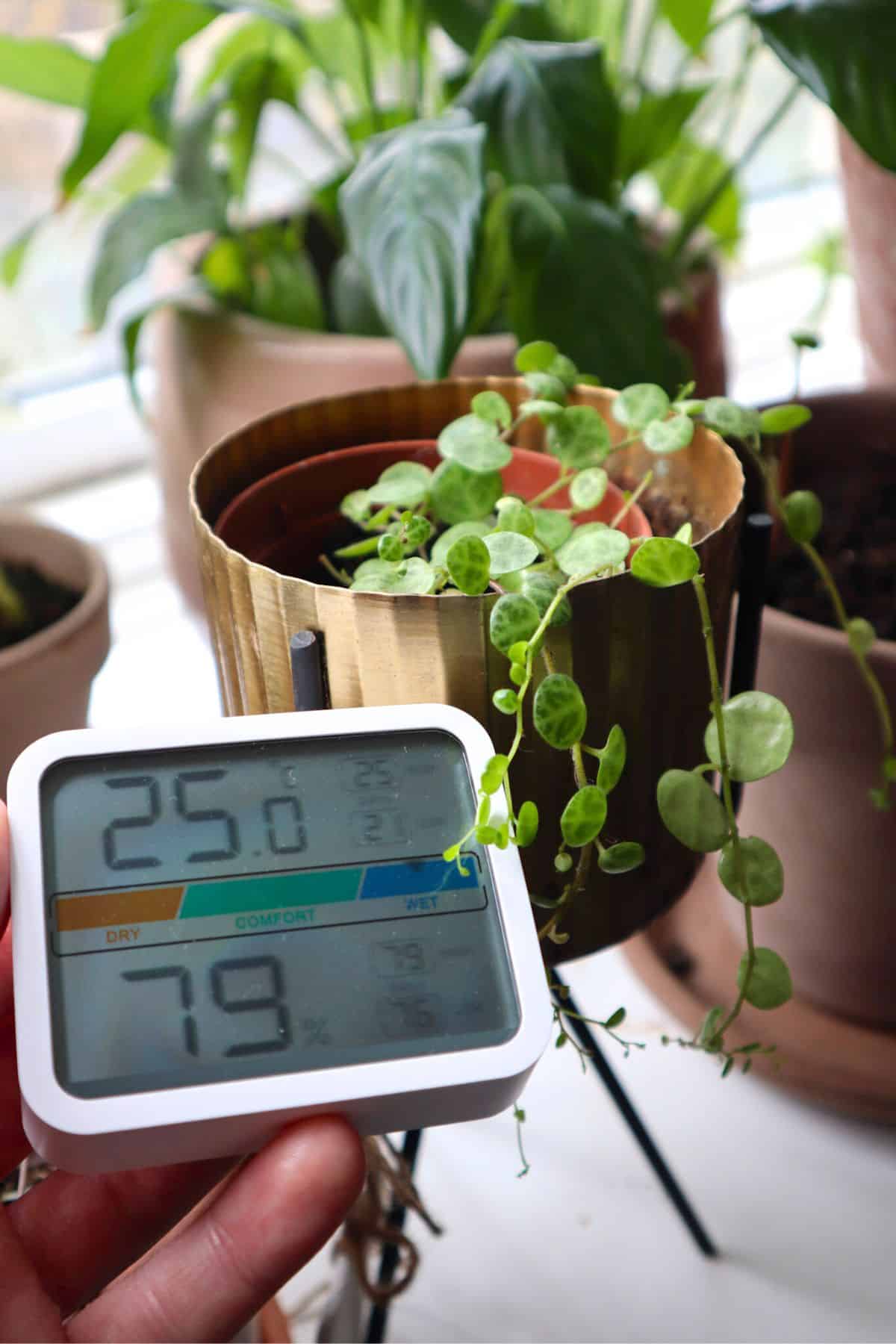 string of turtles with thermometer showing 25 degrees celsius and 79% humidity