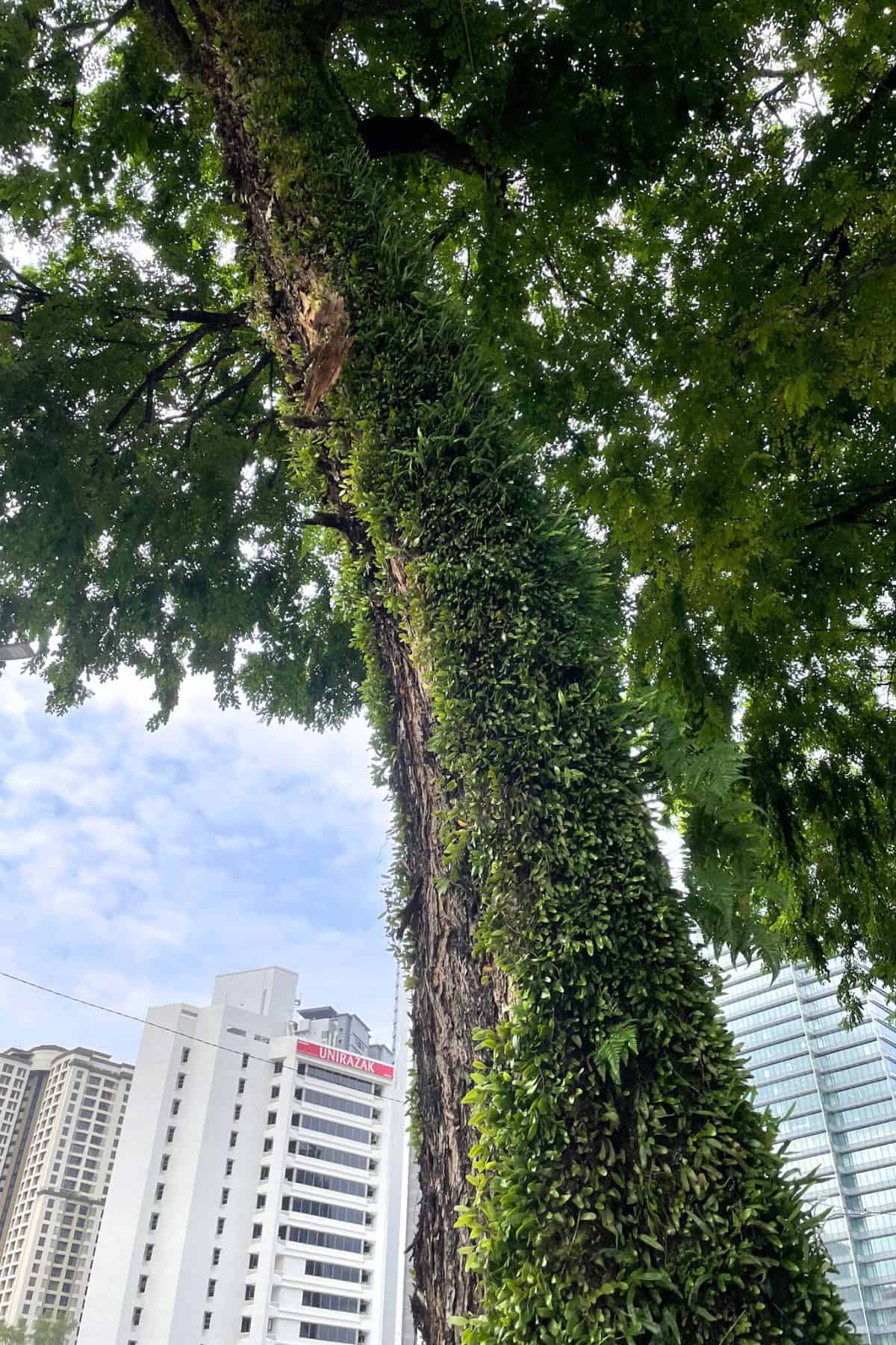 tree covered in pyrrosia fern in Malaysia