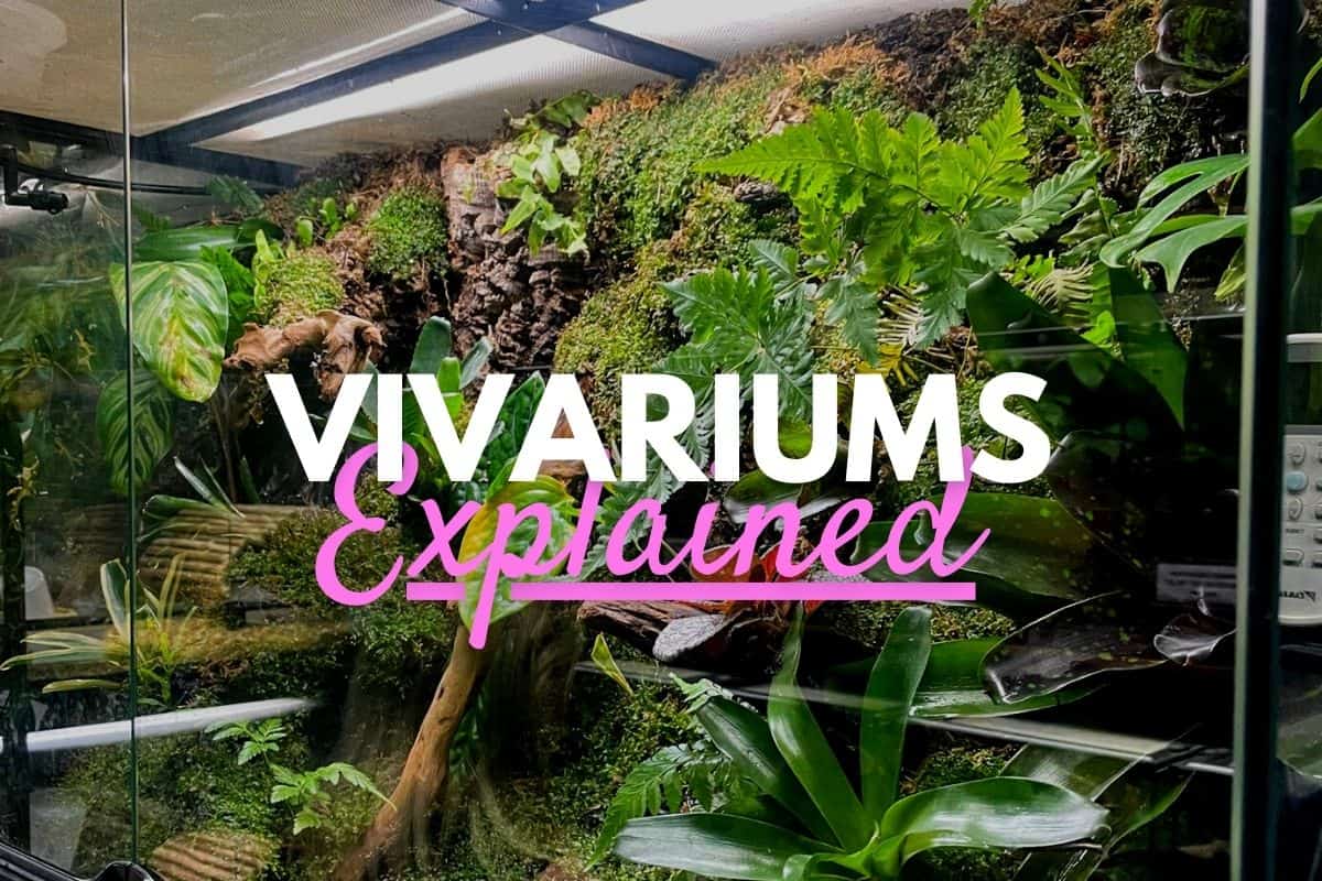 Vivariums Made Easy - The Complete DIY Guide (+ Bioactive)