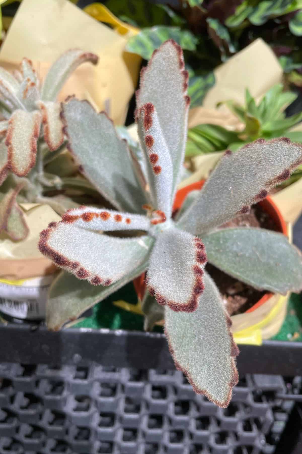 Kalanchoe tomentosa