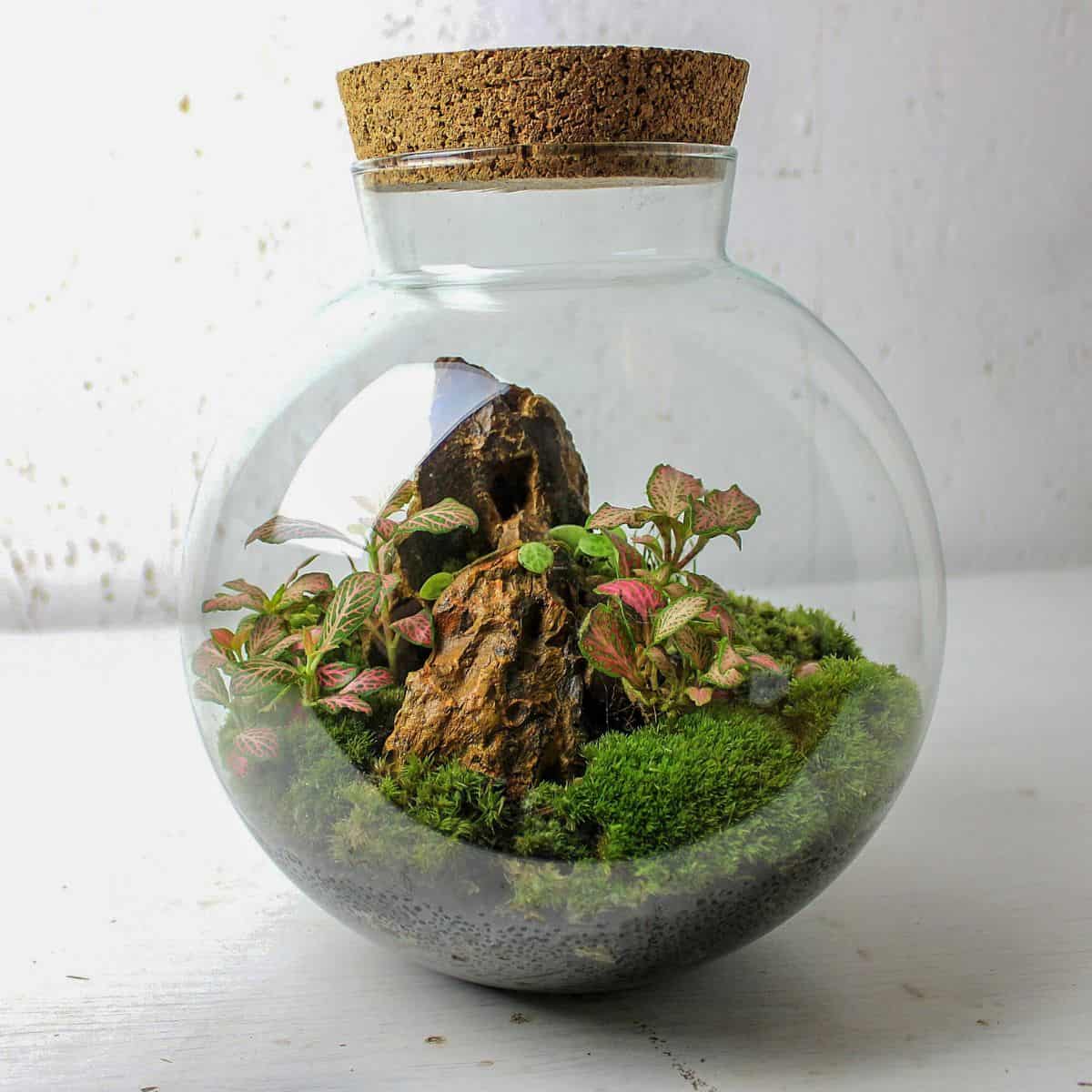 closed terrarium with hardscape and plants