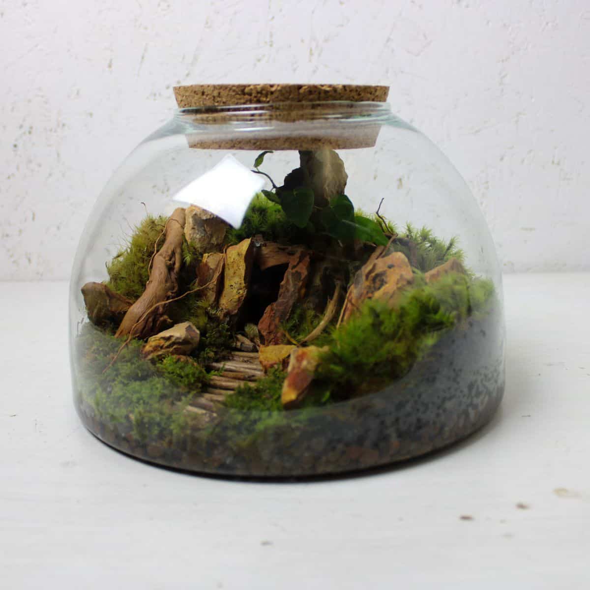 cave themed terrarium with hardscape