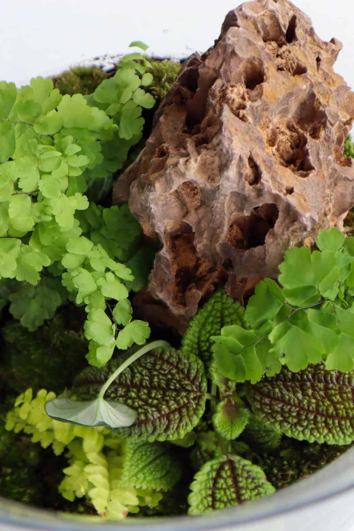 textured ferns in tropical terrarium