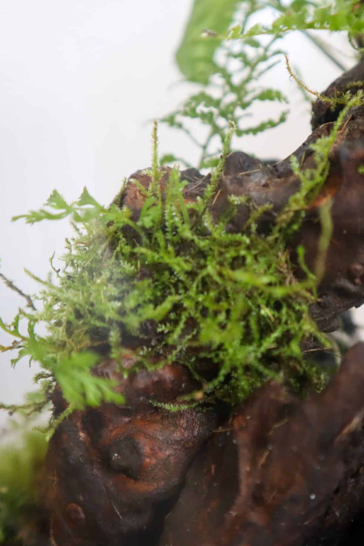 Java Moss and epiphytic fern on wood