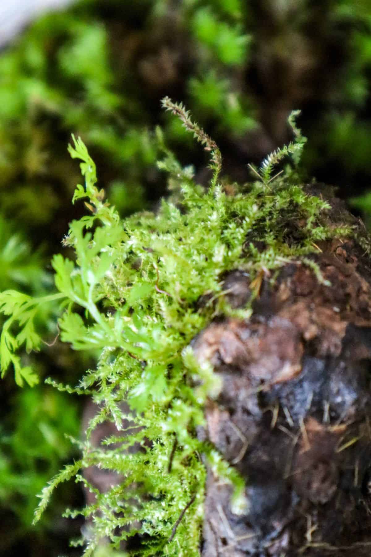 Lush Java moss close up