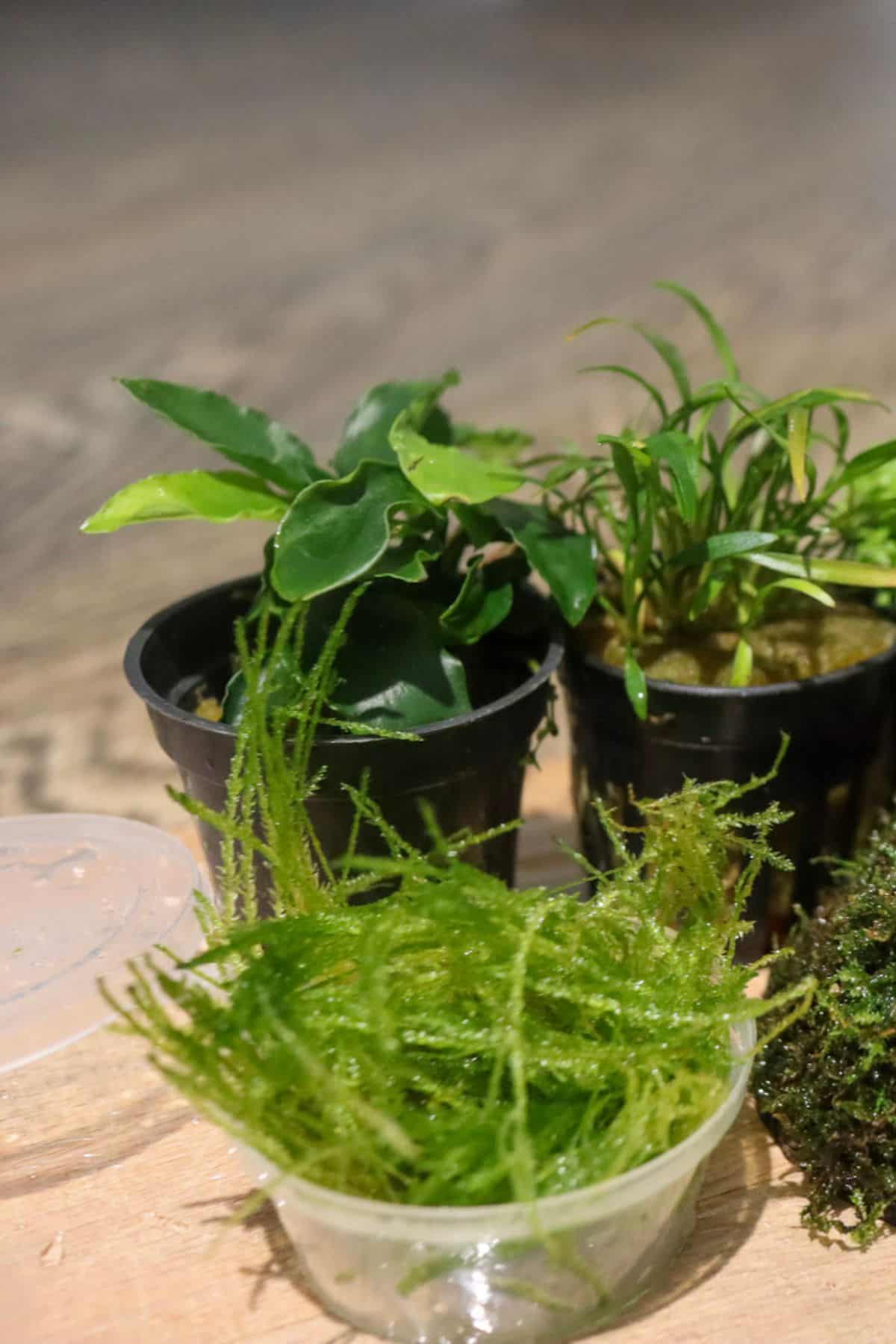 java moss in pot next to aquatic plants