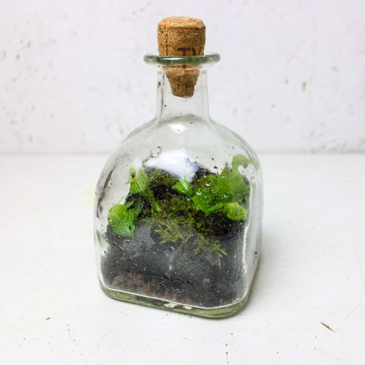 liquor bottle terrarium with cork stopper