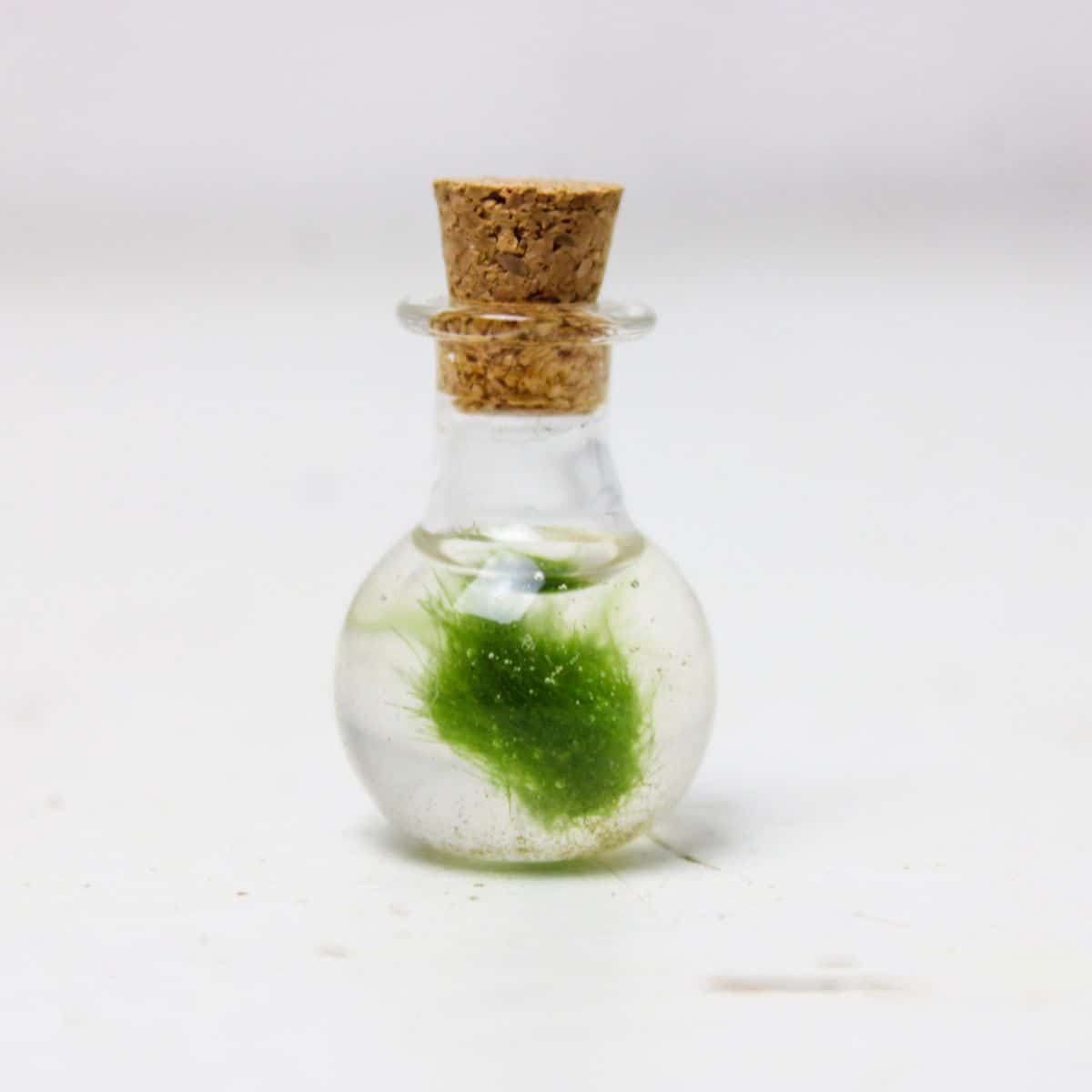 small marimo moss terrarium