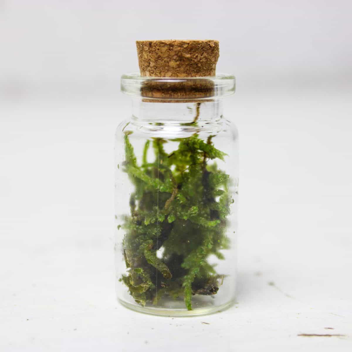 micro woodlands mini terrarium