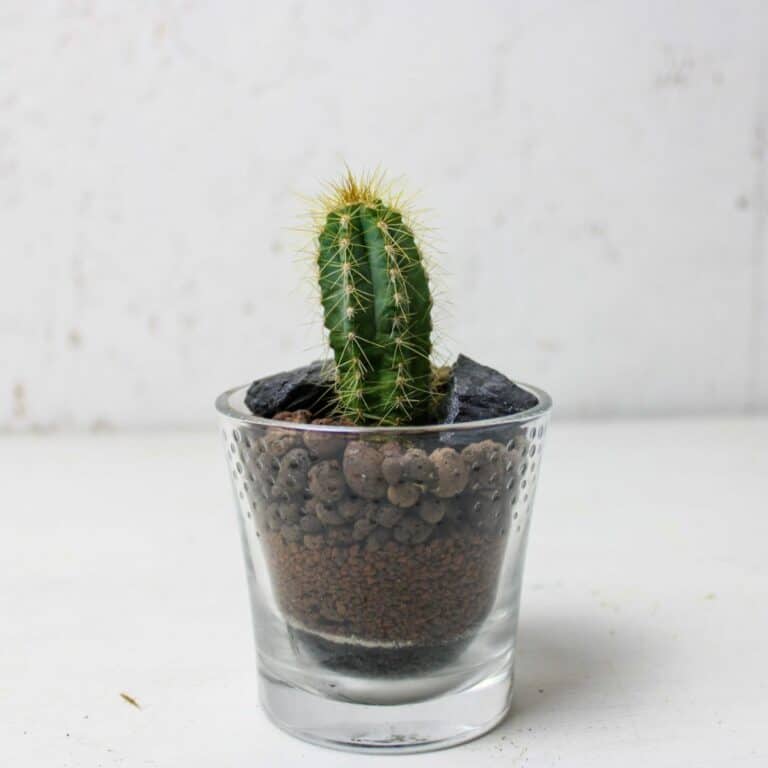 Mini Terrarium Guide: Ideas, Plants & How to Make One Work