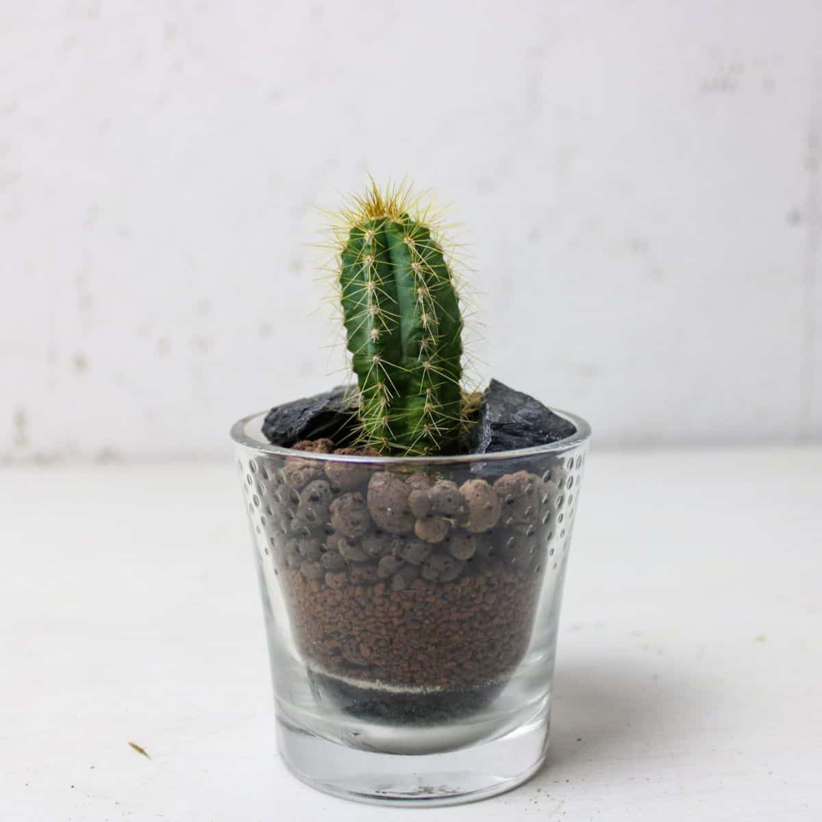 small cactus open terrarium in candle planter