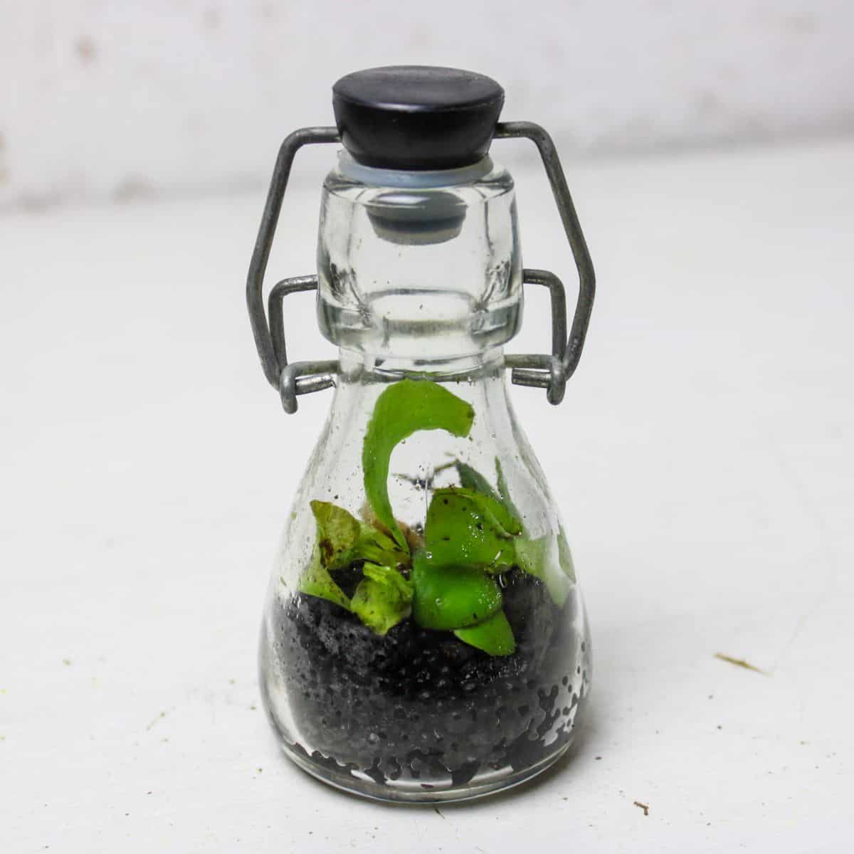 mini mason jar terrarium