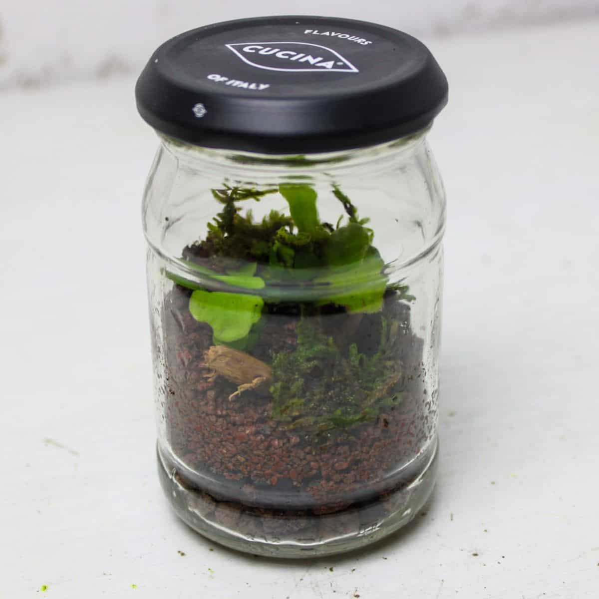 mini pesto jar terrarium