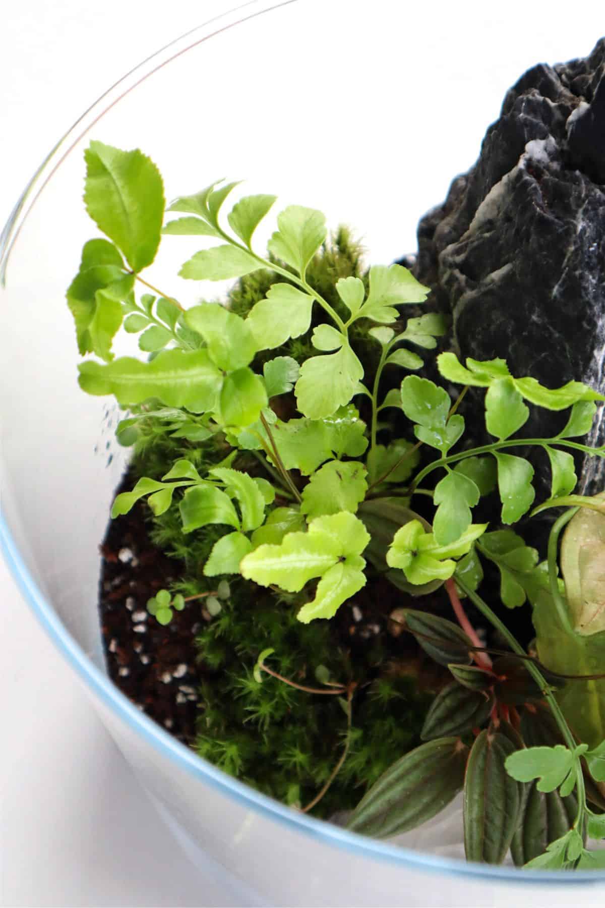 two ferns planted together in closed terrarium