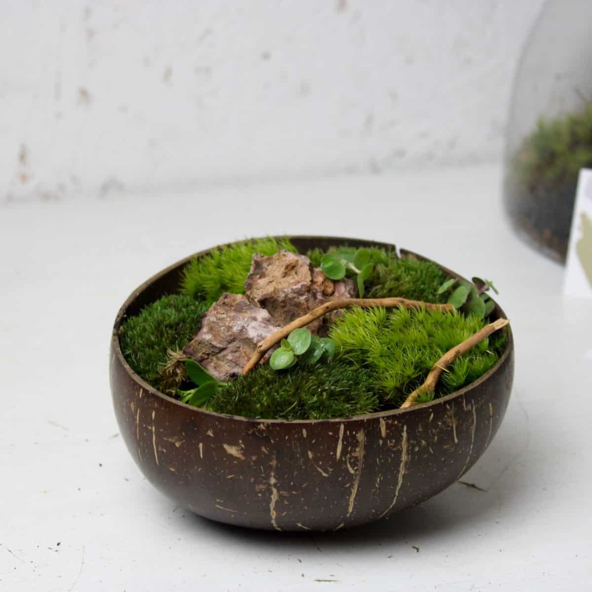 moss bowl with hardscape