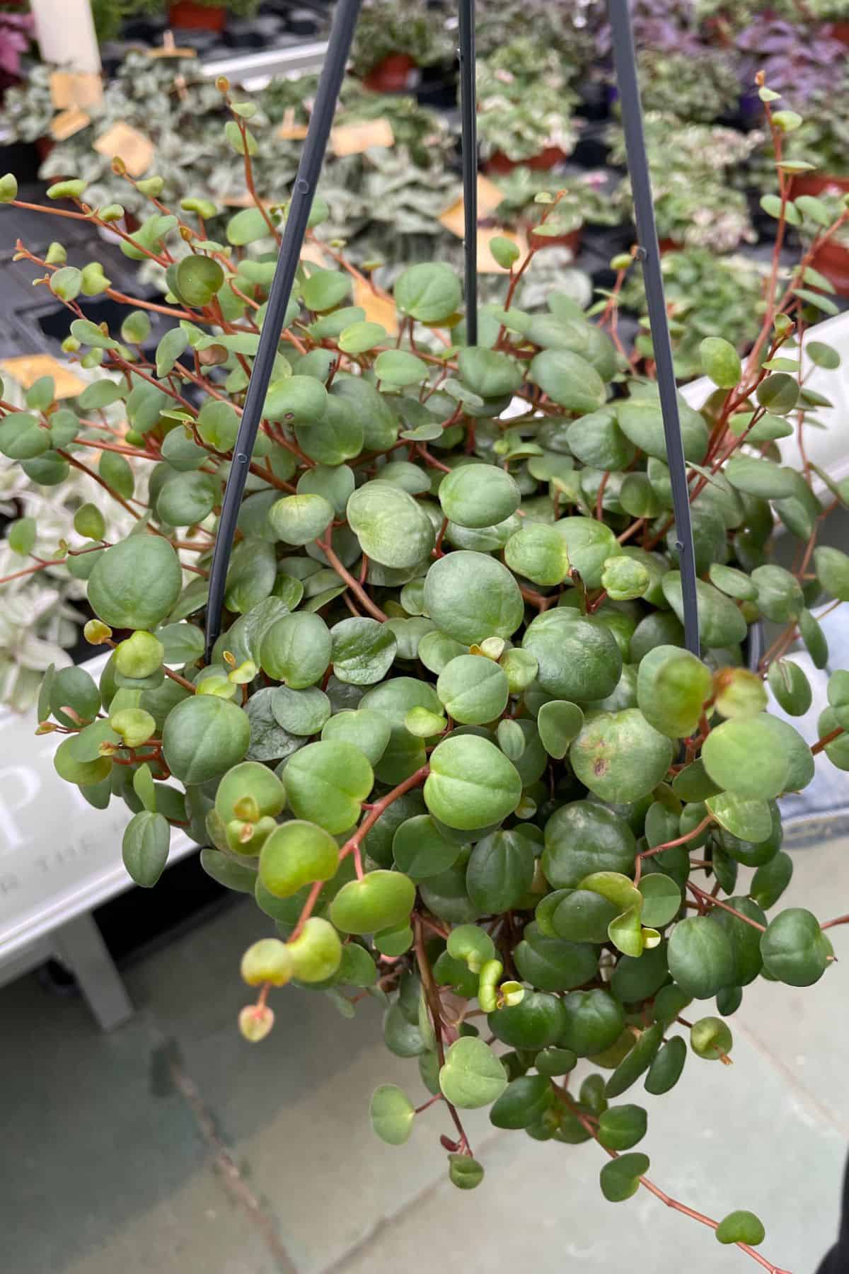 Peperomia pepperspot in plant market