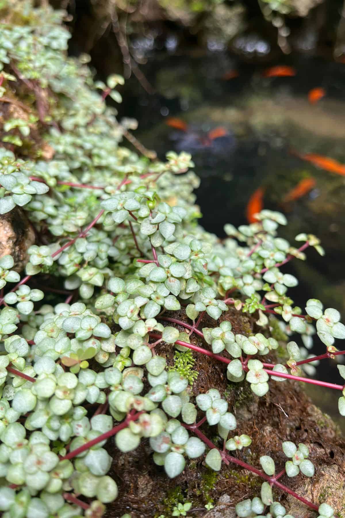 pilea glauca plant outdoors in tropical climate