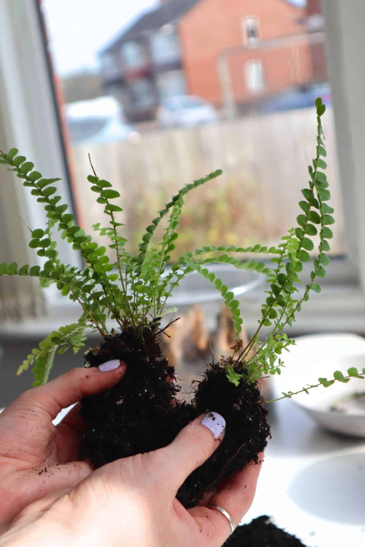 splitting a lemon button fern with hands