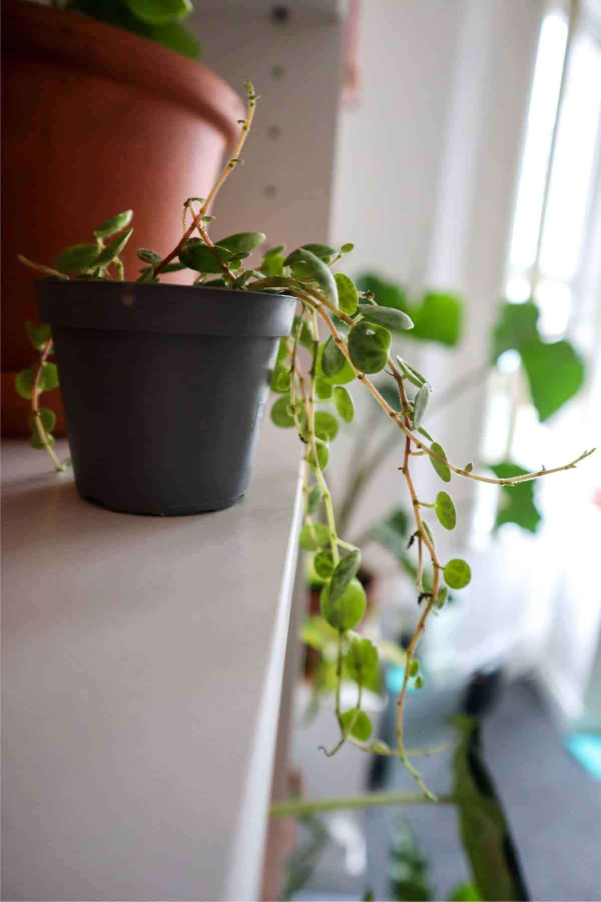 string of turtles on shelf in gentle light